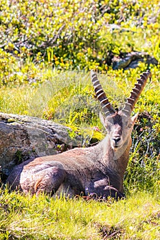 Alpine ibex lying on green mountain meadow near Chamonix, France. Male with horns. Known as the steinbock, bouquetin, or simply