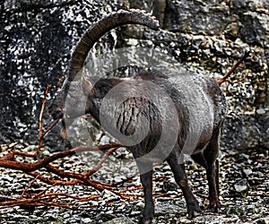 Alpine ibex male 6