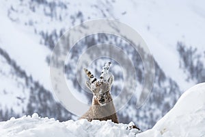 An Alpine Ibex in the French Alps , France photo