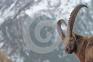 The Alpine ibex, the master of the mountains