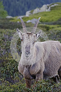 The Alpine ibex, the master of the mountains photo