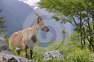 Alpine ibex in mountains