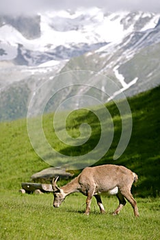 Alpine ibex in mountains