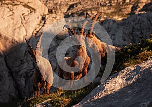 Alpine ibex in the mountains in the morning