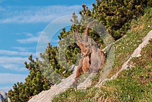 Alpine ibex in the mountains in the morning