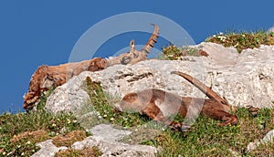 Alpine ibex in the mountains in the morning