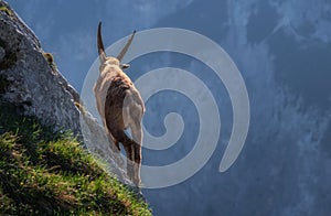 Alpine ibex in the mountains in the morning