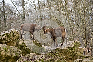 Alpine Ibex