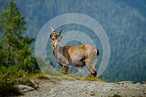 Alpine ibex portrait in high mountains, wild goat in natural life