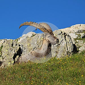 Alpine ibex resting on a meadow with wildflowers