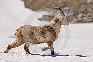 Alpine ibex running in the snow, Vercors, France