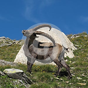 Alpine ibex scratching himself with his horns