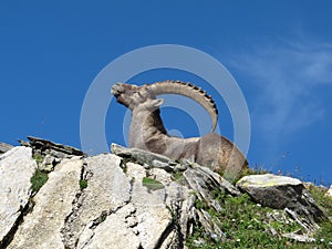 Alpine ibex scratching his back