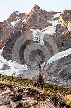 Alpine ibex stands in a majestic landscape, with snow-capped mountains in the background