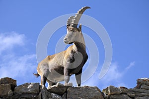 Alpine ibex - Steinbock