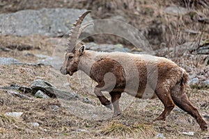 Alpine ibex ( steinbock)