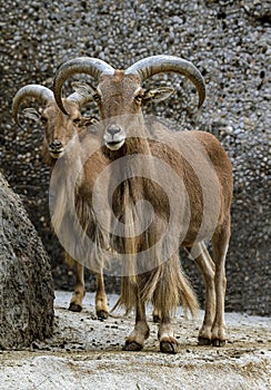 Alpine ibex - Steinbock - Portrait