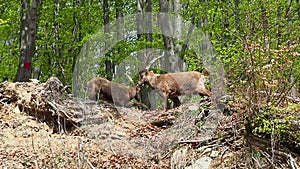 Alpine ibex or steinbock in spring season fight with horns. Italy, Orobie Alps