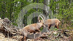 Alpine ibex or steinbock in spring season which camouflage itself in the field around the wood. Italy, Orobie Alps