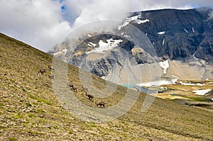 Alpine ibex in the swiss alps, Mutsee in switzerland. steinbock. wild animals in the swiss alps