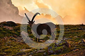 Alpine ibex in the swiss alps, sunset at the limmernsee in glarus, switzerland steinbock