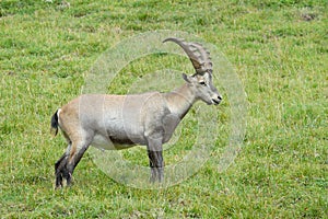 Alpine Ibex