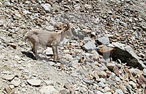 Alpine ibex in the wild nature on rocks