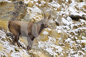 Alpine Ibex in winter, Capra ibex, Gran Paradiso National Park, Italy