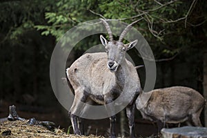 Alpine ibex in a wood