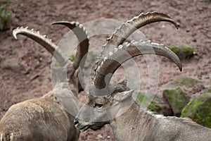Alpine ibex (Capra ibex ibex). photo