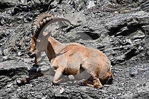 Alpine Ibex in a Zoo