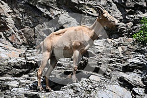 Alpine Ibex in a Zoo