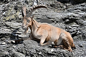Alpine Ibex in a Zoo