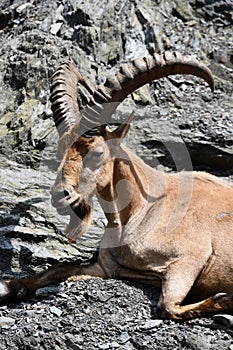 Alpine Ibex in a Zoo