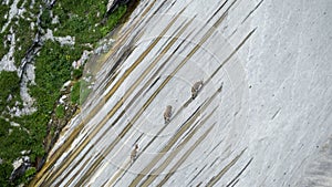 Alpine ibexes climb the steep walls of the Barbellino dam to lick the saltpetre, an efflorescence that forms on concrete buildings