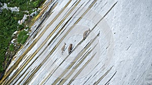 Alpine ibexes climb the steep walls of the Barbellino dam to lick the saltpetre, an efflorescence that forms on concrete buildings