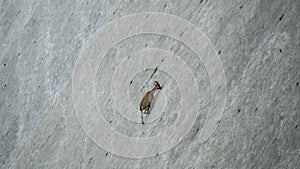 Alpine ibexes climb the steep walls of the Barbellino dam to lick the saltpetre, an efflorescence that forms on concrete buildings