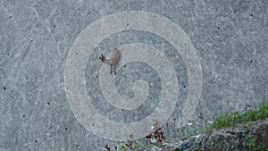 Alpine ibexes climb the steep walls of the Barbellino dam to lick the saltpetre, an efflorescence that forms on concrete buildings