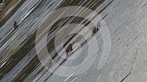 Alpine ibexes climb the steep walls of the Barbellino dam to lick the saltpetre, an efflorescence that forms on concrete buildings