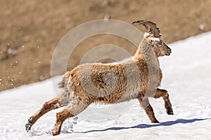 Alpine ibex running in the snow, Vercors, France photo