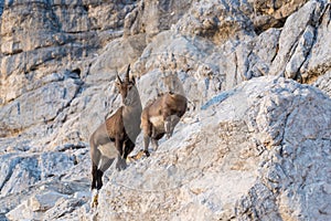 Alpine ibexes photo