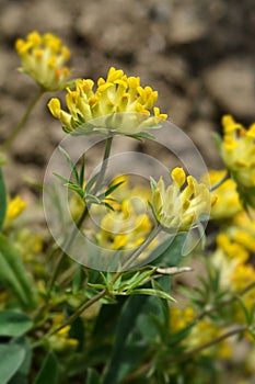 Alpine kidney vetch