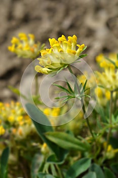 Alpine kidney vetch