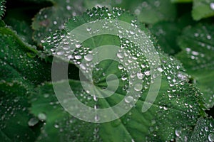 Alpine ladys mantle green leaf with a waterdrop