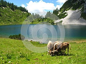 Alpine lake and cattle