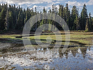 Alpine lake in forested mountains