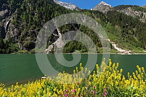 Alpine lake spring summer landscape with yellow flowers in foreground