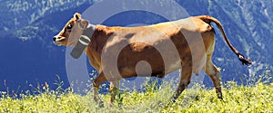 Alpine landscape and brown cow