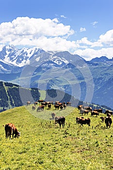 Alpine landscape and cows