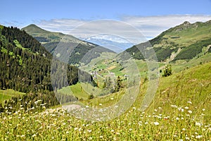 alpine landscape with flower meadow St. antonien, Prattigau canton grisons switzerland